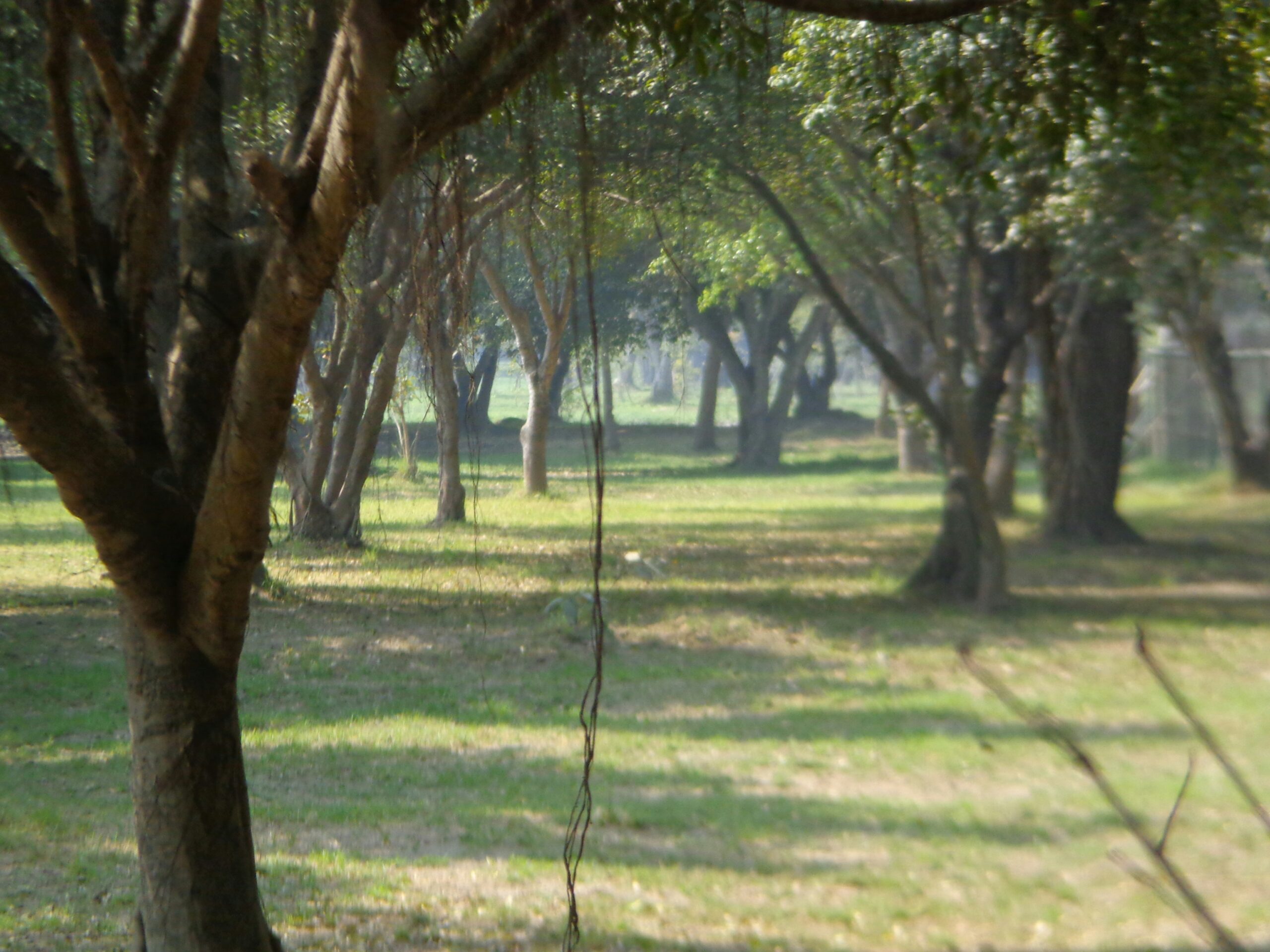 Gorakhpur to Shravasti Tour Package – 1 Night 2 Days